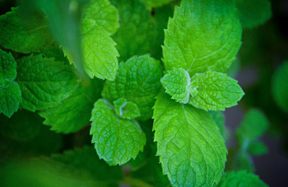 mint leaves